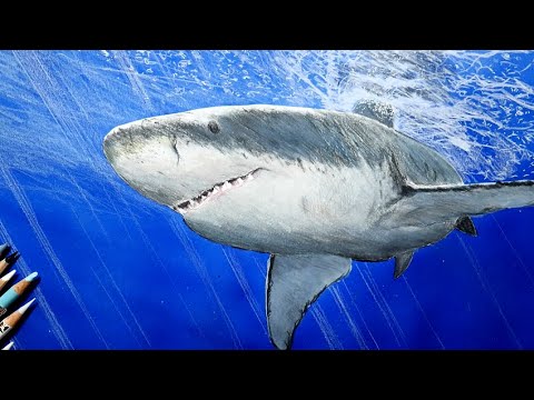 色鉛筆で鮫を描いてみた リアルな絵 Draw A Shark With Colored Pencils Youtube