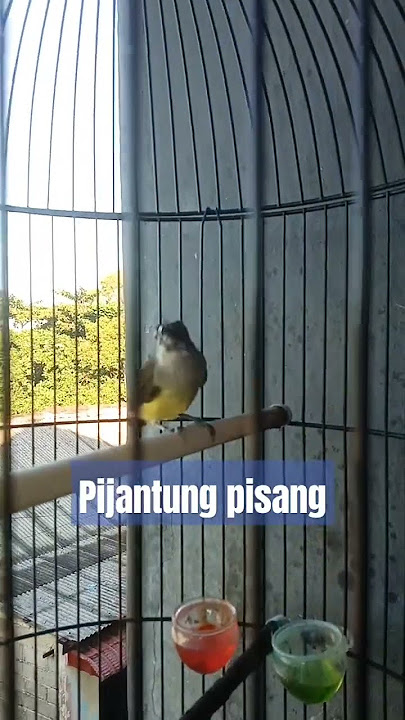 pijantung pisang mulai rajin ,Nembak.