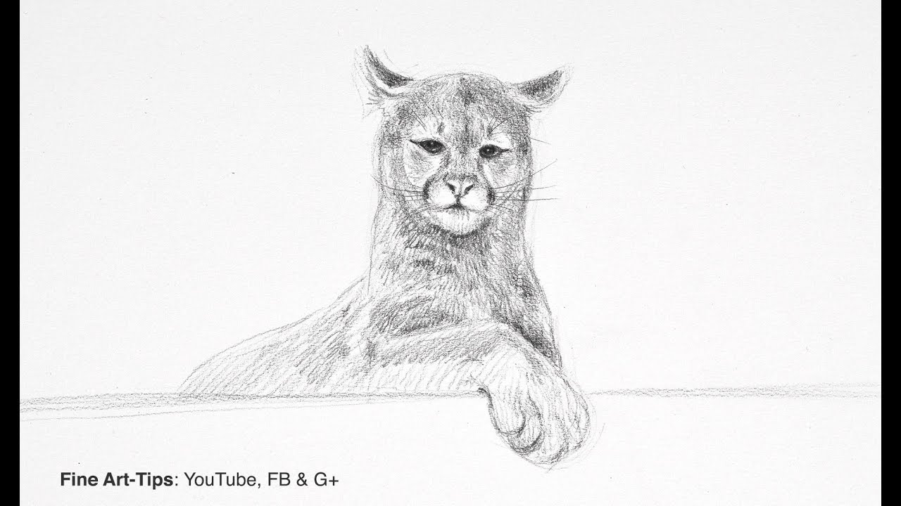 ⁣How to Draw a Puma (Mountain Lion or Cougar) - Narrated