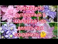 КЛЕМАТИСЫ КУПЛЕННЫЕ В СЕТЯХ МАГАЗИНОВ , КАК СОХРАНИТЬ ДО ВЫСАДКИ 🤔💐