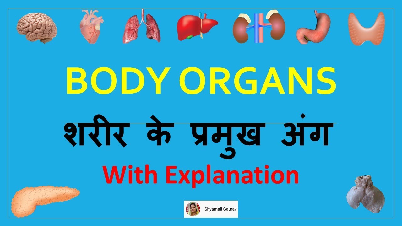 Major organs of the human body शरीर के प्रमुख अंग Middle School