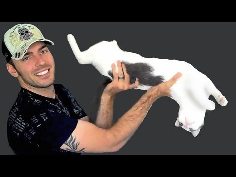 funny cats sleeping in weird positions compilation 2014 funnyplox Mean Kitty - The Longest Kitty 8.2.09