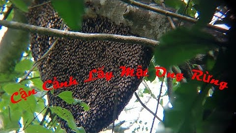 #101 Cận Cảnh Lấy Mật Ong Rừng |Thú Vị Của Rừng |TVCR. Close-up Taking Forest Honey.