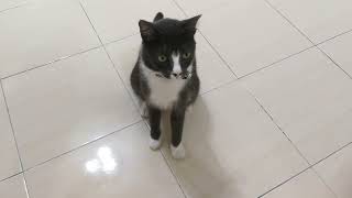 Cat sit in front of me waiting to scratch the couch by Smoky & Animals 138 views 3 months ago 1 minute, 13 seconds
