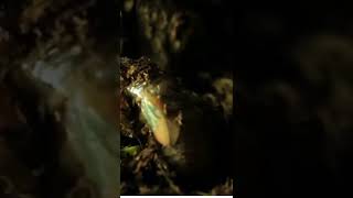Cicada nymph emerging from ground #shorts Insects Videos  Channel