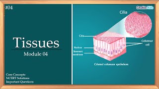 Tissue Module 4 | NCERT Class 9 Chapter | Creative Kids Digital Home Tutor screenshot 1