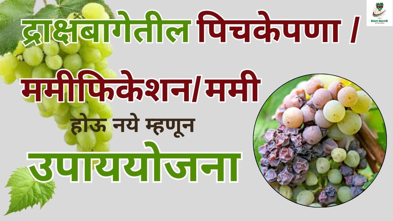Grape Master-द्राक्षबागेतील पिचकेपणा /ममीफिकेशन/ममी होऊ नये म्हणून उपाययोजना#Mummification#grapes