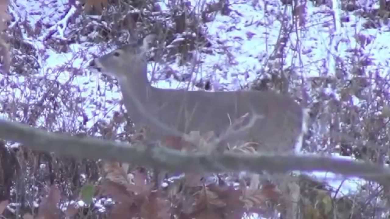 Doe Management on Opening Day in Wisconsin