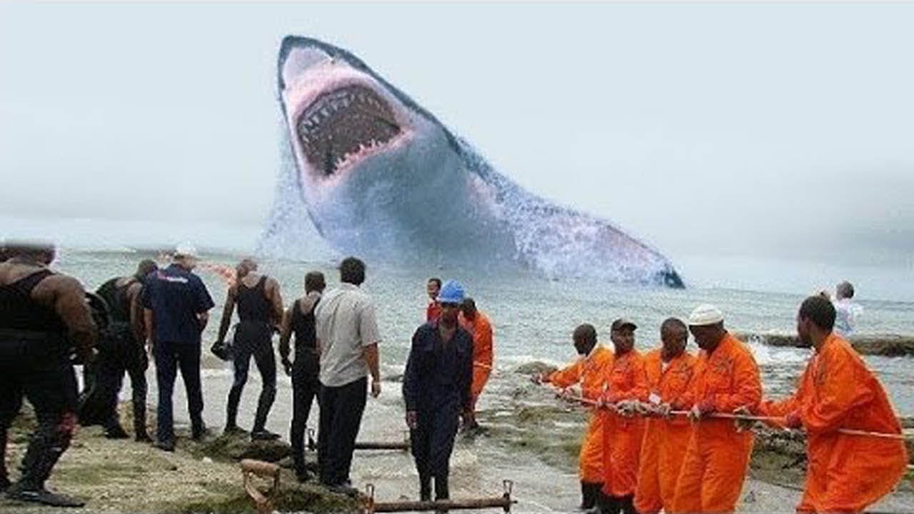На сегодняшней день огромной. ЦУНАМИ МЕГАЛОДОН. Самая большая акула в океане. Самый большой в мире акула.