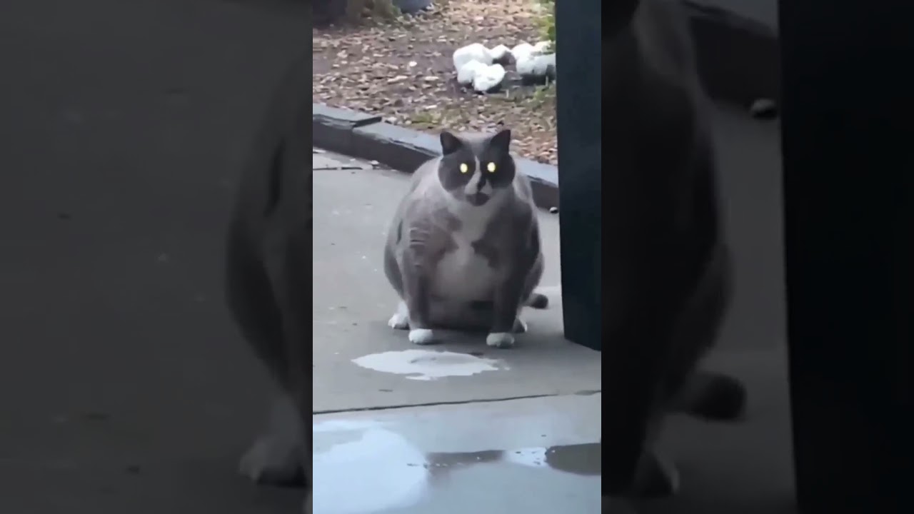 Watch puke dance kitty cat on YouTube Watch puke dance kitty cat on YouTube