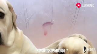 老四選擇吃雞腿,把饅頭給賽文吃,被賽文怒打,其實老四也不傻 老四選擇吃雞腿,把饅頭給賽文吃,被賽文怒打,其實老四也不傻