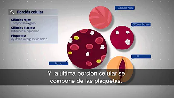 ¿Cuánto tiempo se tarda en reponer medio litro de sangre?