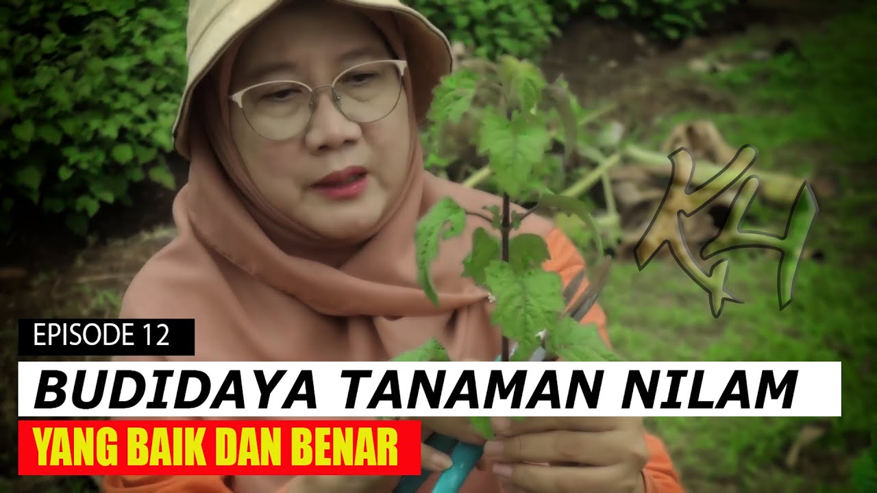 Budidaya Tanaman Nilam