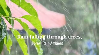 Forest Rain Ambient – Rain falling through trees, birds, flowing stream, airy synth pads, peaceful m
