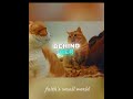 Owner Framed the Orange Cat #shorts