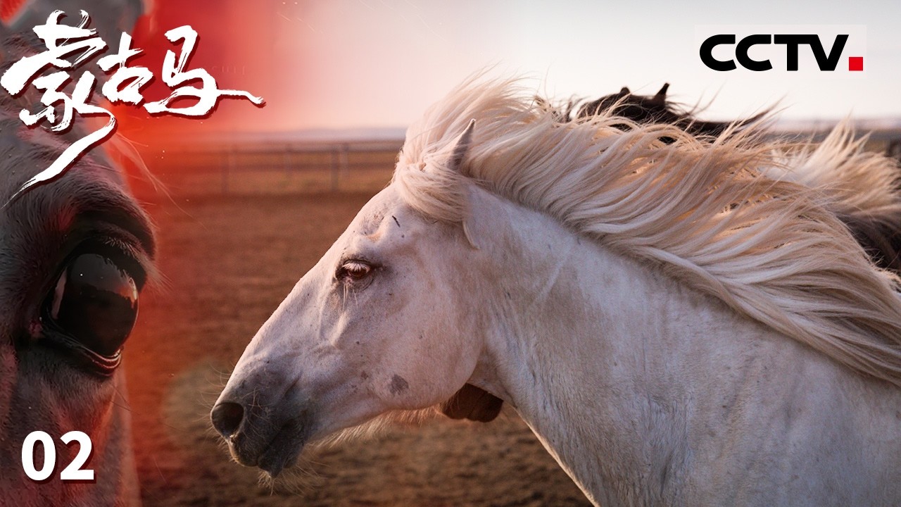 《蒙古马》02 少年骑手与马磨合成长 信任与默契如何在一次次摔倒与奔跑中建立？【CCTV纪录】