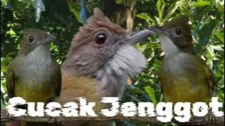 Cucak Jenggot Masteran Murai, Suara Jernih 1 Jam Nonstop. #masteranburung#cucakjenggot #muraibatu