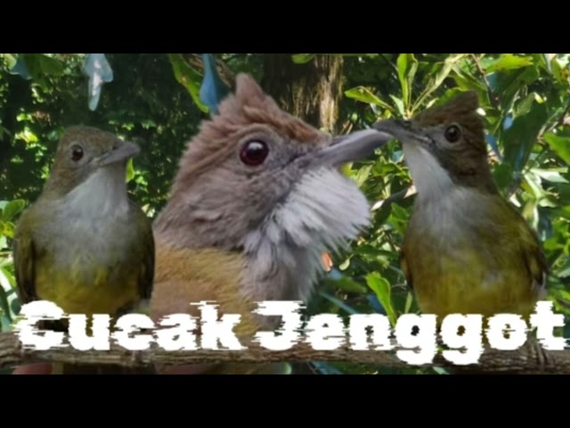 Cucak Jenggot Masteran Murai, Suara Jernih 1 Jam Nonstop. #masteranburung#cucakjenggot #muraibatu class=