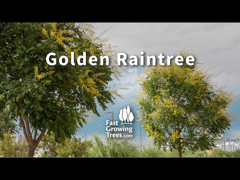 ვიდეო: რა არის ოქროს წვიმის ხე - გზამკვლევი ოქროს წვიმის ხეების ზრდისთვის