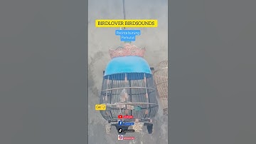 perkutut lokal alam manggung gacor pancingan pikat merbok turtledove #perkutut #perkututlokal #gacor