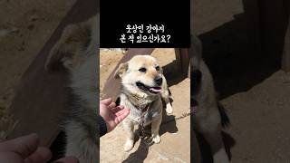 시골 똥개들도 반려견처럼 사는 날이 올때까지