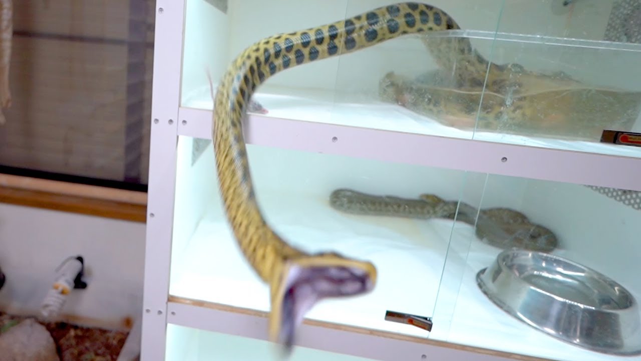Dangerous] I mistook it for food and almost got bitten - YouTube