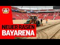 Neu in 5 Tagen: So kommt der neue Rasen ins Stadion | Doku über den Rasentausch in der BayArena