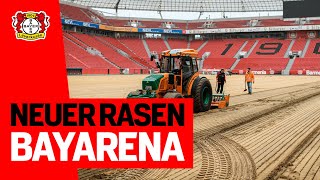 Neu in 5 Tagen: So kommt der neue Rasen ins Stadion | Doku über den Rasentausch in der BayArena