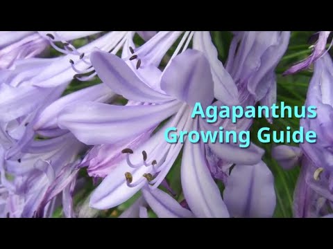 Video: Agapanthus (41 Foto): Peraturan Penanaman, Penjagaan Bunga Di Ladang Terbuka. Penerangan Mengenai Payung Agapanthus Dan Spesies Tumbuhan Lain