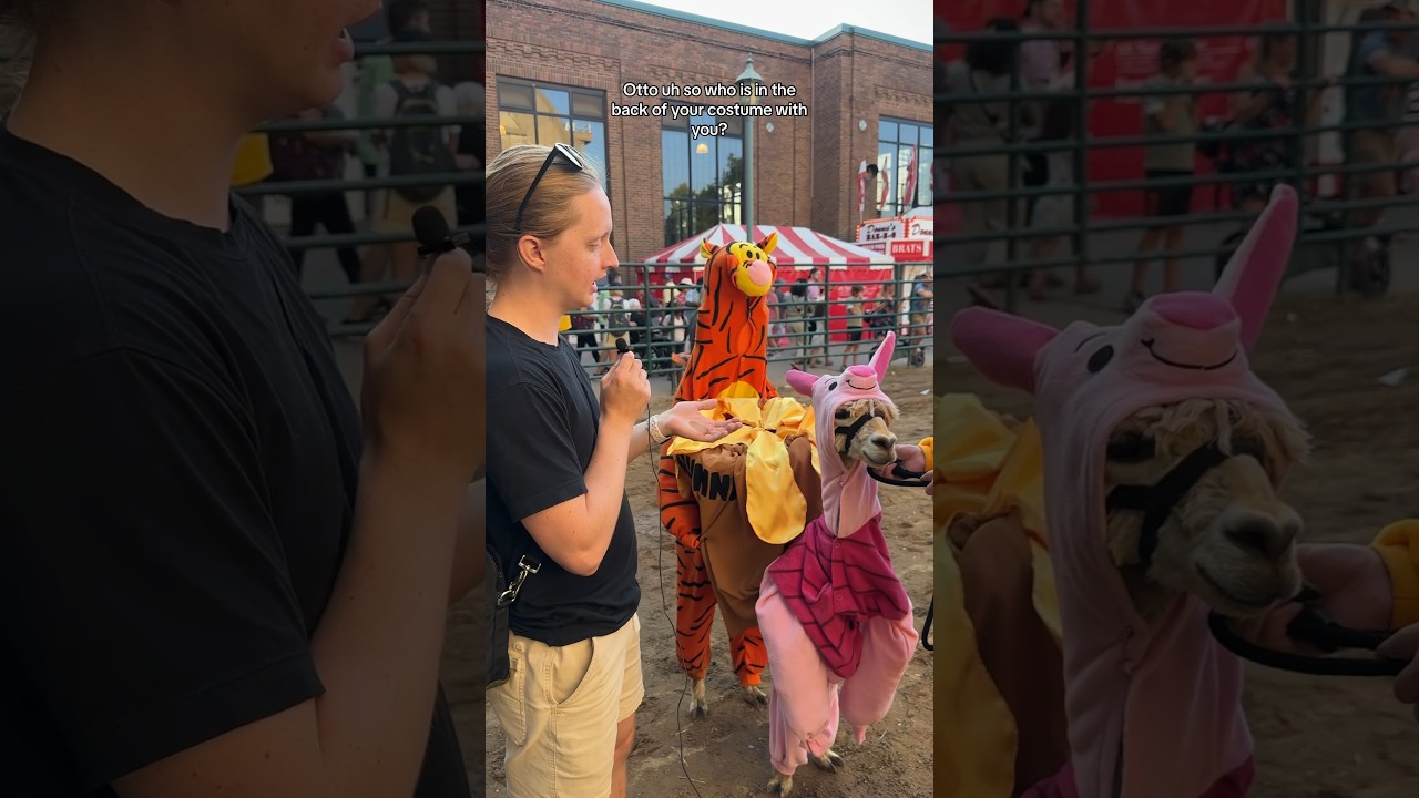 Interviewing the llamas at the MN State Fair Costume Contest