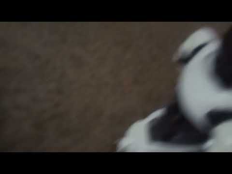 haol masdr chef vs op one form ycoo neo