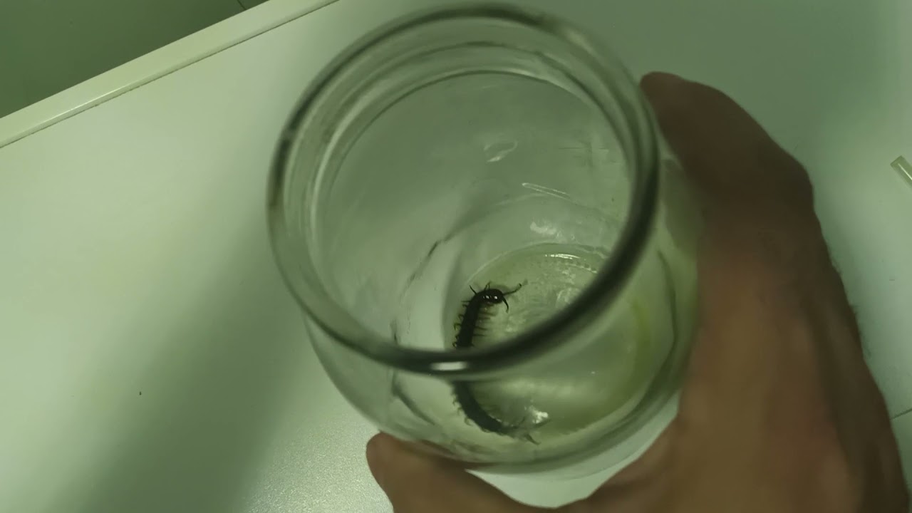 чего бояться сколопендры и мышы