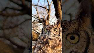 いつもの場所で風を感じて。#アフリカワシミミズク #フクロウ #癒し #かわいい #ペット #owl #bird #cute #animals #pets