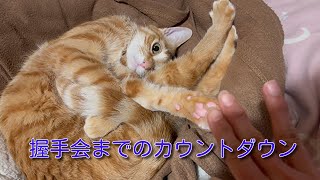 【茶トラ】握手会へのカウントダウンThis is the cat who will be doing a handshake event after this. by 茶トラ猫 てつのくうねるあそぶな日々 655 views 1 month ago 2 minutes, 3 seconds