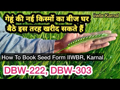 गेहूं की नई किस्म DBW222, का बीज खुद बुक कर सकते हैं iiwbr, करनालNew variety of wheat seed online bo