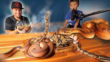 Our MOST anticipated BALL PYTHON clutch of the YEAR