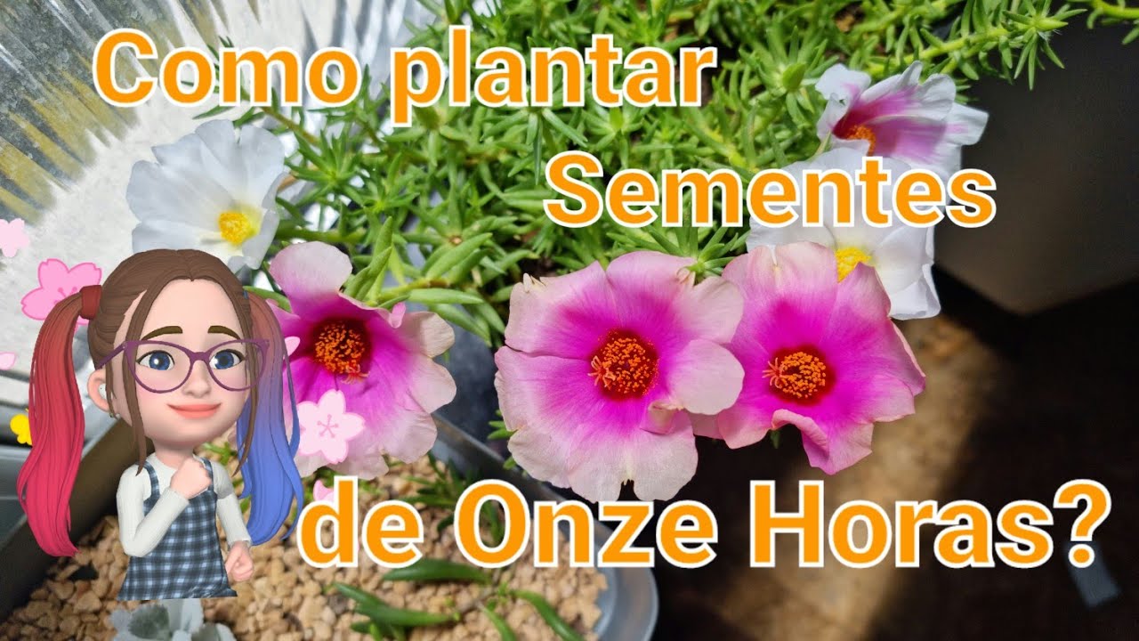 Como plantar Sementes de Onze Horas? Terra e algodão, qual o melhor? -  thptnganamst.edu.vn