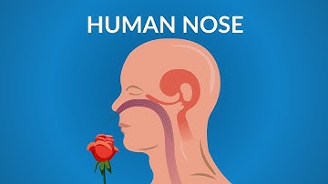 Human Nose Functions || How your Nose Works