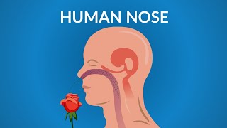 Human Nose Functions || How your Nose Works