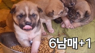 너무순한시골개#시골댕댕이6남매+1#Very gentle country dog#시골개이야기