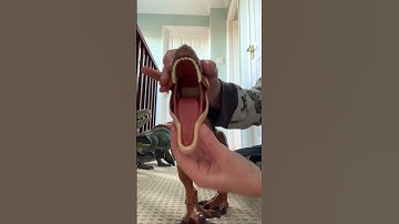 Thumbnail of Tyrannosaurus rex roar