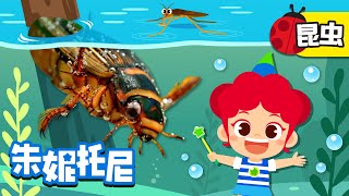 🪳😀水里生活的昆虫 | 昆虫儿歌 | 昆虫在水里也能生活吗？| 昆虫博士 | Kids Song in Chinese | 兒歌童謠 | 卡通動畫 | 朱妮托尼儿歌 | JunyTony