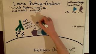 Lectin Complement Pathway - Immunology