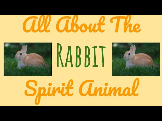 THE RABBIT SPIRIT The Rabbit as your Spirit Animal & its Symbolism - YouTube