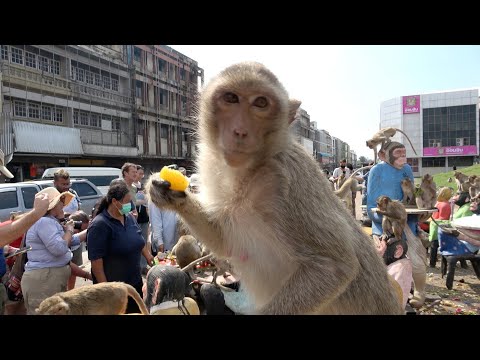 Amazing Lop Buri Monkey Festival (Only One in the World) - Thailand Travel 2023