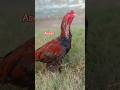 Aseel murga fighter tiktok video #murga #aseelmurgalover #aseelmurga #chicks #murgiyokifight