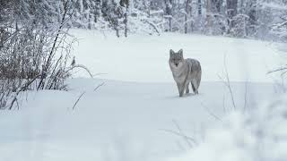 Wild Wolf Encounter