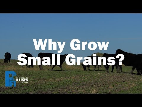 Video: Kas yra smulkūs grūdai: išmokite auginti smulkius grūdus sode