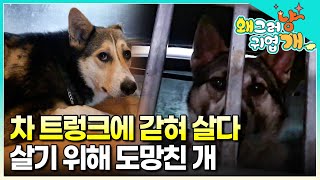 '자동차 트렁크에 가둬놓고 막대기로 찔렀다고...' 사냥이 있을 때만 트렁크에서 나올 수 있었던 사냥개. 살기 위해 스스로 세상 밖으로 뛰쳐나온 강아지│#왜그러냥귀엽개