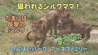 のんほいパーク　狙われるシルクママ！　反撃のシルク　アースの元に急ぐアル　Silk Strikes Back【English Subtitles】Earth-family-Toyohashi Zoo
